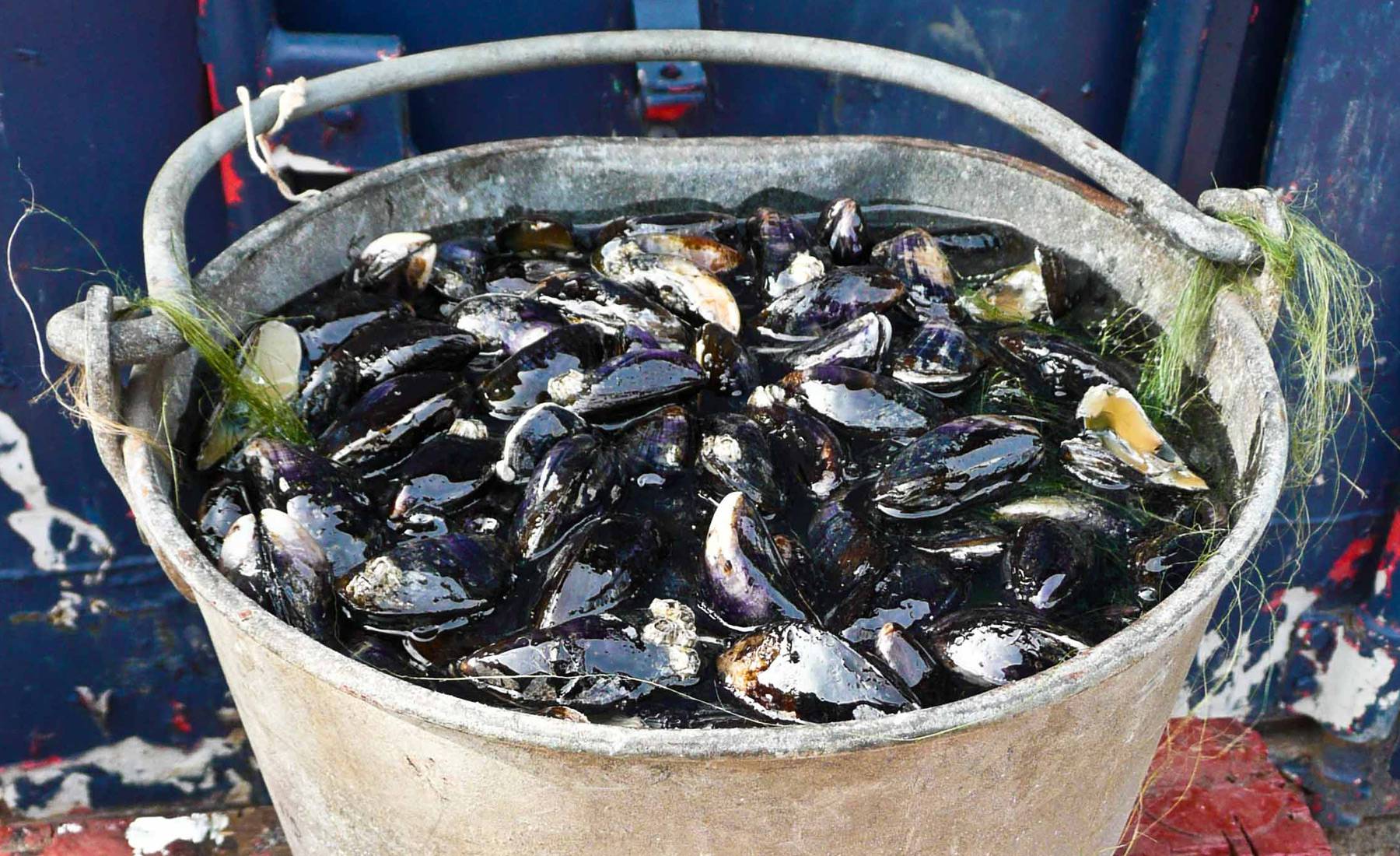 mussels, bucket, fake food, s.s Great Britain, dry dock, victorian mussel pickers